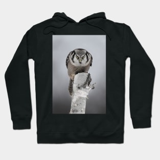 Hawk on log portrait - Northern Hawk Owl Hoodie